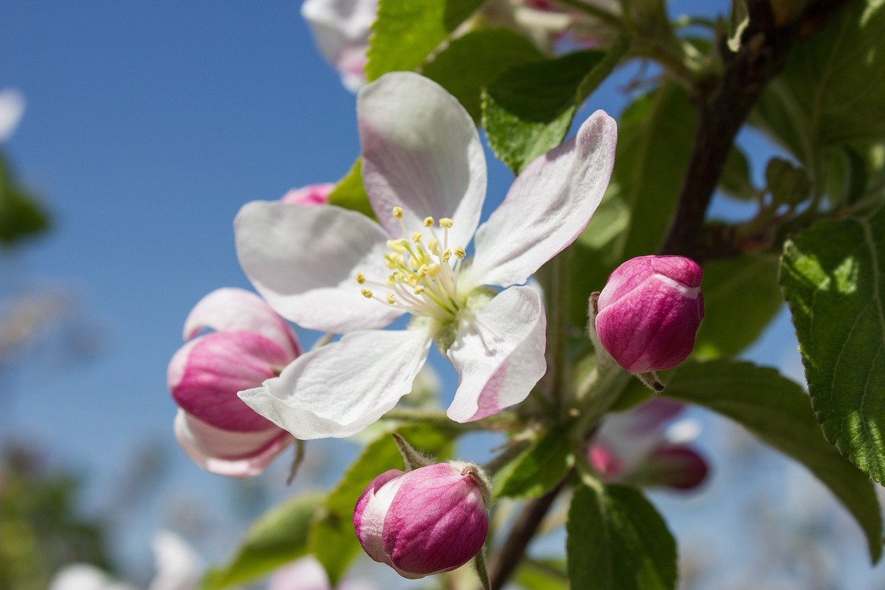 Die Blüten von Obstbäumen können bei tiefen Temperaturen erfrieren. Aber auch andere Faktoren bestimmen die Fruchtbildung und -entwicklung mit. (Bild kfuhlert / Pixabay)