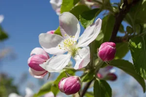 Die Blüten von Obstbäumen können bei tiefen Temperaturen erfrieren. Aber auch andere Faktoren bestimmen die Fruchtbildung und -entwicklung mit. (Bild kfuhlert / Pixabay)
