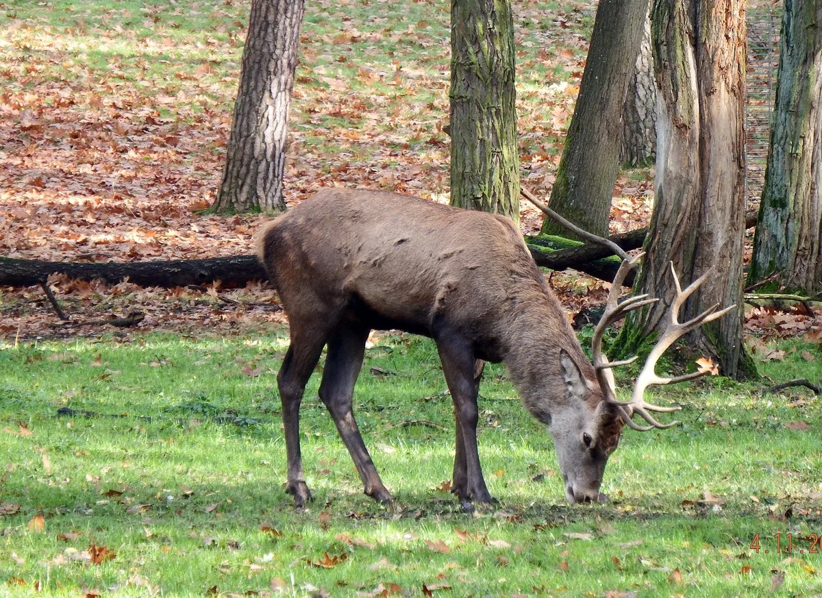 5f36012a02c0667e9cce600c83aa549ecc331f74 Der Rotwildbestand kann im Jagdbanngebiet Aletschwald nur nach eingehender Prüfung gejadgt werden. (Bild Pixabay)