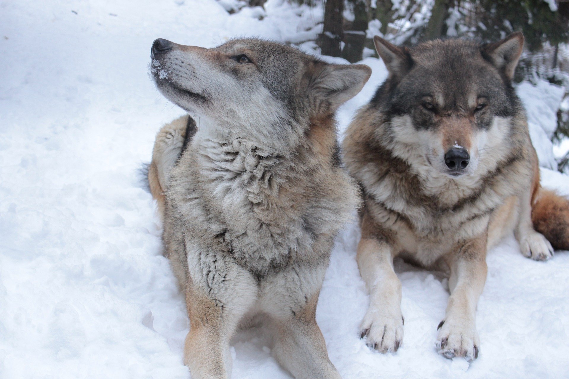 Erneut falschen Wolf geschossen – GWS will strafrechtlich vorgehen