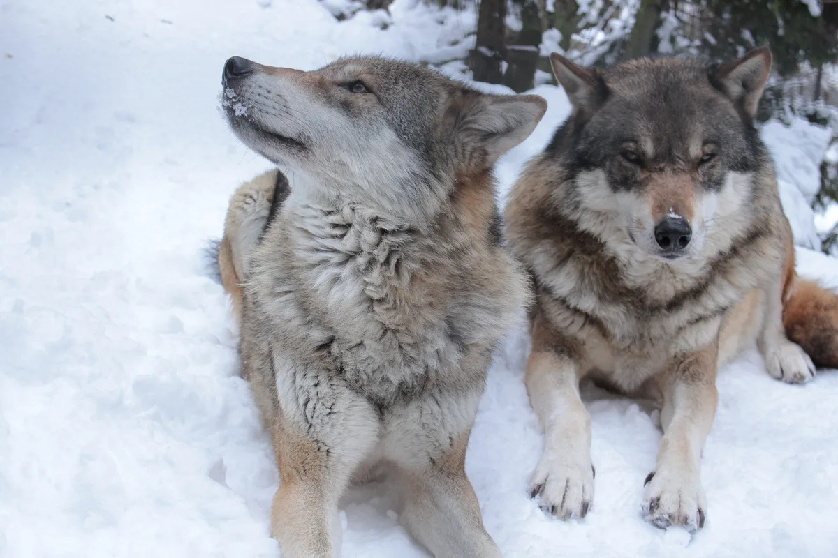 woelfe_alexandra_thoeni Erneut falschen Wolf geschossen – GWS will strafrechtlich vorgehen