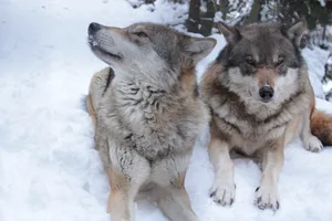 Die Gruppe Wolf Schweiz fordert ein Regulierungs-Moratorium für Wolfsrudel im Jurabogen, um den Erhalt des dortigen Bestandes zu sichern.