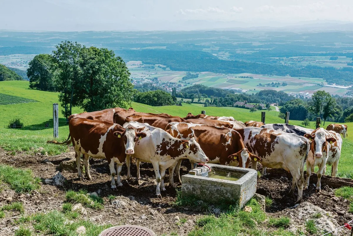 Eisenhaltiges Wasser schmeckt unangenehm und führt zu chemischen Ausfällungen. Das ist problematisch.