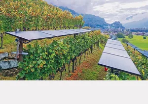 In Walenstadt wirkten sich die Solarmodule über Reben positiv auf die Pflanzengesundheit aus.