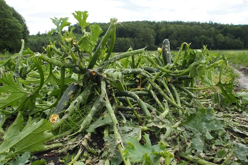 hagel_zucchetti Die Versicherung Schweizer Hagel hat das Rekordjahr 2021 gut überstanden