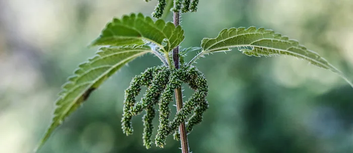 d219d60fb70c5b3f8b48cae4d871757c543461eb Die Samen der weiblichen Brennnessel sind besonders gesund. (Bilder Erika Rebsamen)