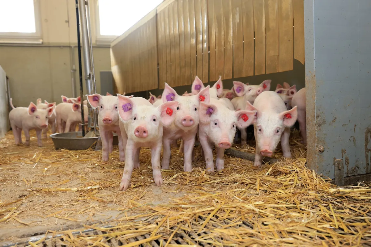 Ödemkrankheit im Schweinestall: Ein altes Problem kehrt zurück