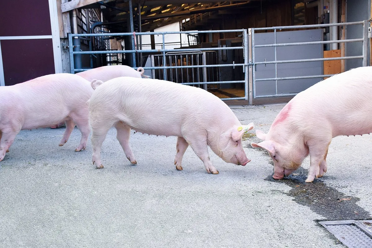 97c5581aaed4345f4fbe1d3d31f87f02c6e85437 Jungsauengruppe der Rasse Edelschwein: Die Jungsauenerzeugung hat sich in der Schweiz auf rund 40 Betriebe konzentriert.(Bild Suisag)