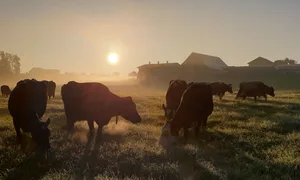 Urs Widmers Kühe sind zwei Tage lang auf der gleichen Koppel. Die Koppeln sind so gross gewählt, dass beim Heuen oder Güllen nicht zu viel Aufwand entsteht.