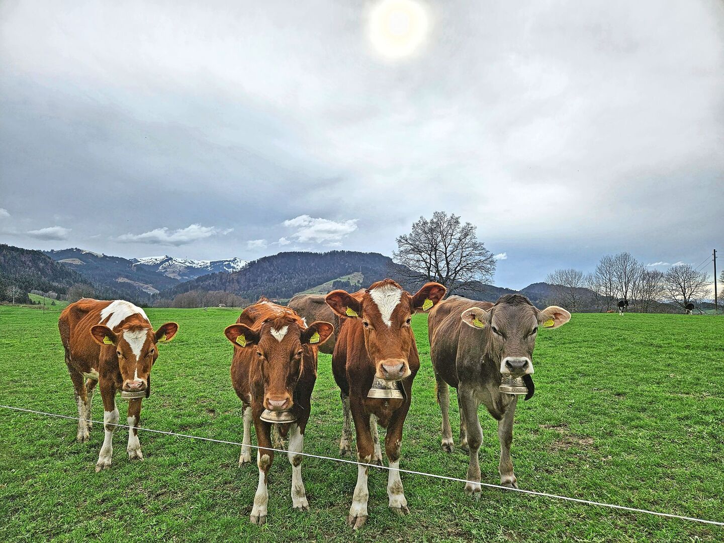 Ein zentrales Anliegen der Agrarpolitik 2030+ ist das Tierwohl. Das Projekt befindet sich in der Konkretisierungsphase.Bild: zVg