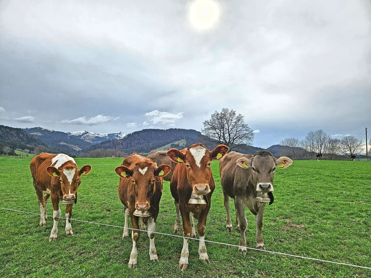 d0cece4945b7f259f021fcb73d1ff869bcd41ab45c4b5277941cec83ee5652bb Ein zentrales Anliegen der Agrarpolitik 2030+ ist das Tierwohl. Das Projekt befindet sich in der Konkretisierungsphase.Bild: zVg