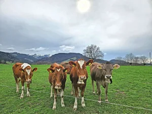 Ein zentrales Anliegen der Agrarpolitik 2030+ ist das Tierwohl. Das Projekt befindet sich in der Konkretisierungsphase.
