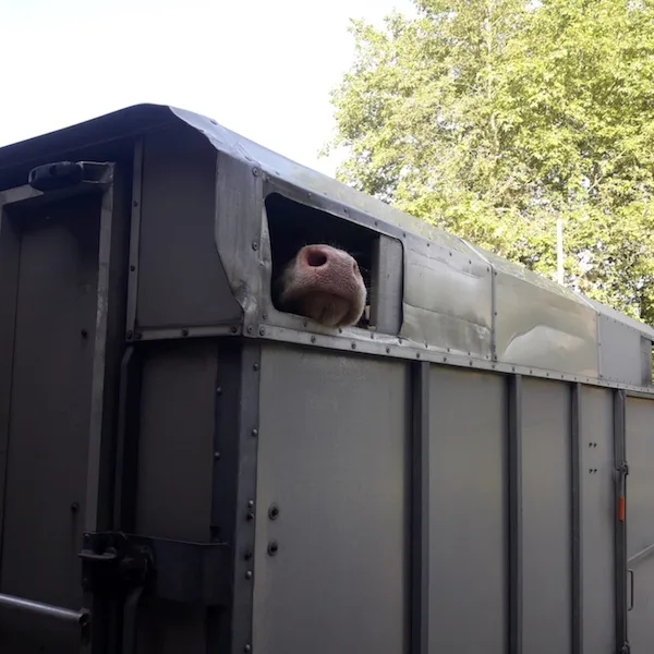 0a97e389d9afb9552577cf6b33860b01c5e84117 Der Frischluftzufuhr und dem Schutz vor Sonne ist dieser Tage beim Transport von Nutztieren grosse Beachtung zu schenken. (Bild sb)