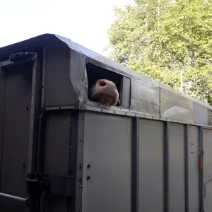 Der Frischluftzufuhr und dem Schutz vor Sonne ist dieser Tage beim Transport von Nutztieren grosse Beachtung zu schenken. (Bild sb)