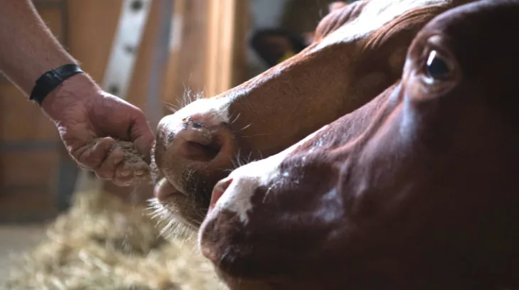 59faa9c34dd13c8644b6df3d4cbc3c4793b18491 Agolin® Ruminant soll werde Milchkühen gut akzeptiert und soll deren Verdauung verbessern, um die Futtereffizienz steigen und den Methanausstoss sinken zu lassen. (Bild Fenaco)