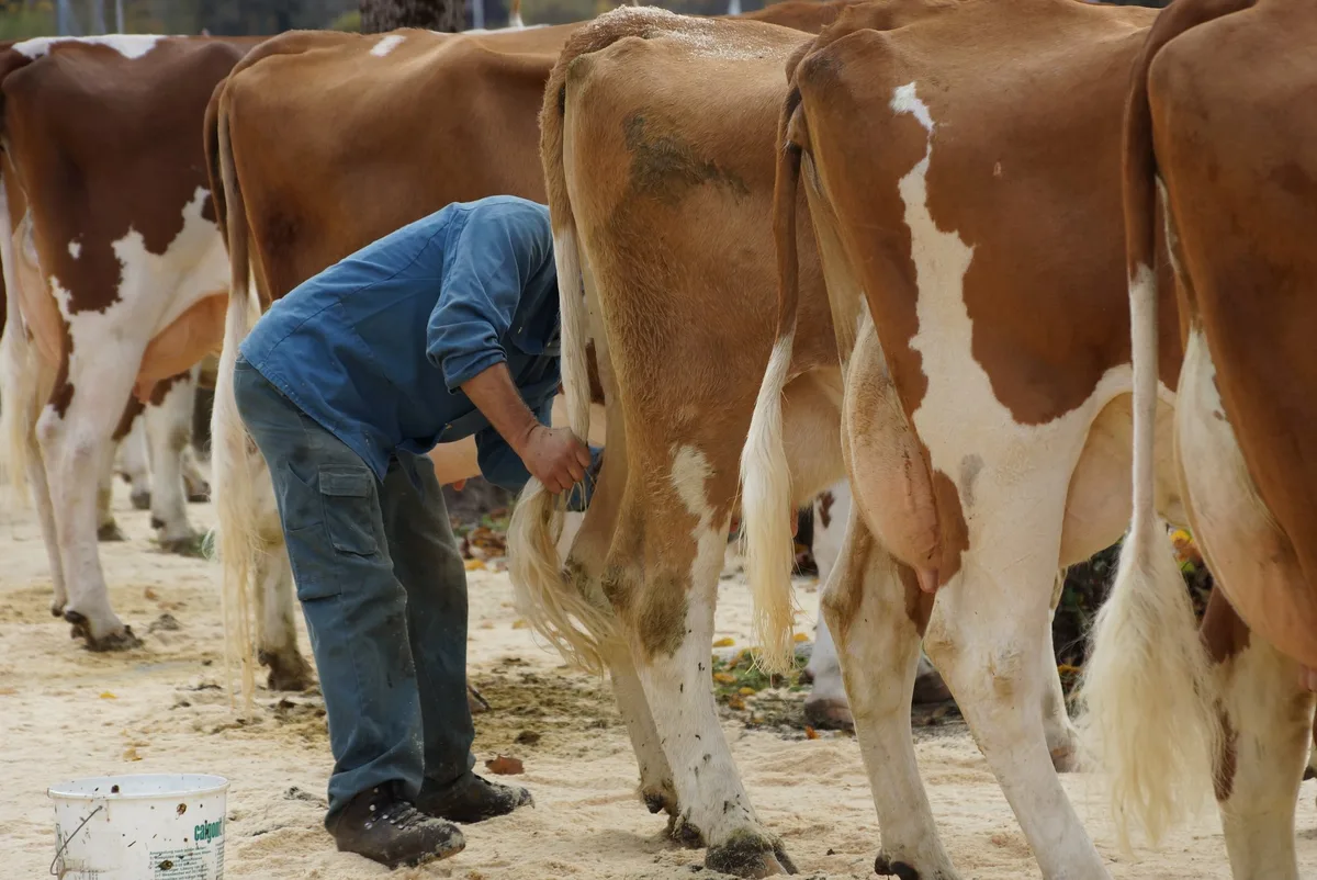 09410aad657181dea35c557065b6e58751525f67 Die Berner Fleckviehzüchter verschieben ihre Delegiertenversammlung, planen aber weiter an der Durchführung der Frühlingsbeständeschauen.. (Archivbild Ruth Aerni)
