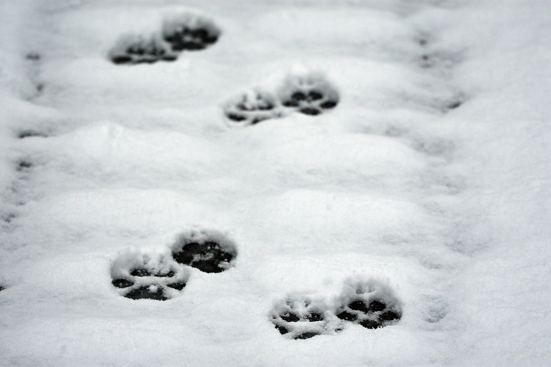Berner Wolf in flagranti erwischt und erlegt