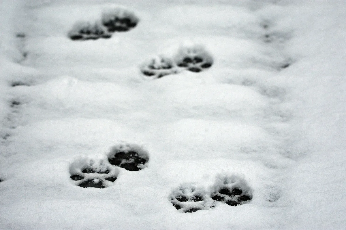 wolf_artur_pawlak Berner Wolf in flagranti erwischt und erlegt