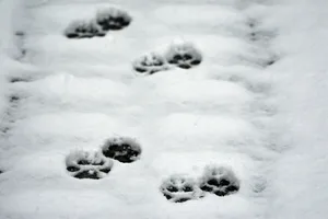 In den vergangenen Monaten gab es in mehreren Berner Gemeinden Wolfsrisse.