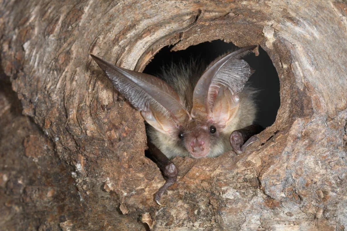 b0b20c20f8ab42ace2ab58a7c86ef143a82894de Die Langohrfledermaus ist eine von 30 Arten, die es in der Schweiz gibt. Sie jagt gerne in Obstgärten. Den Tag verschläft sie in Baumhöhlen oder Dachstöcken. (Bild www.fledermausschutz.ch)
