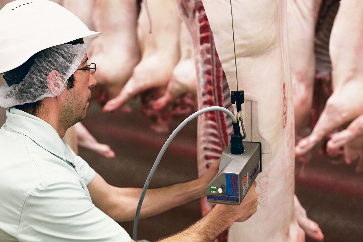 Fütterung und Genetik sind die grössten Stellschrauben, die den Magerfleischanteil beeinflussen.