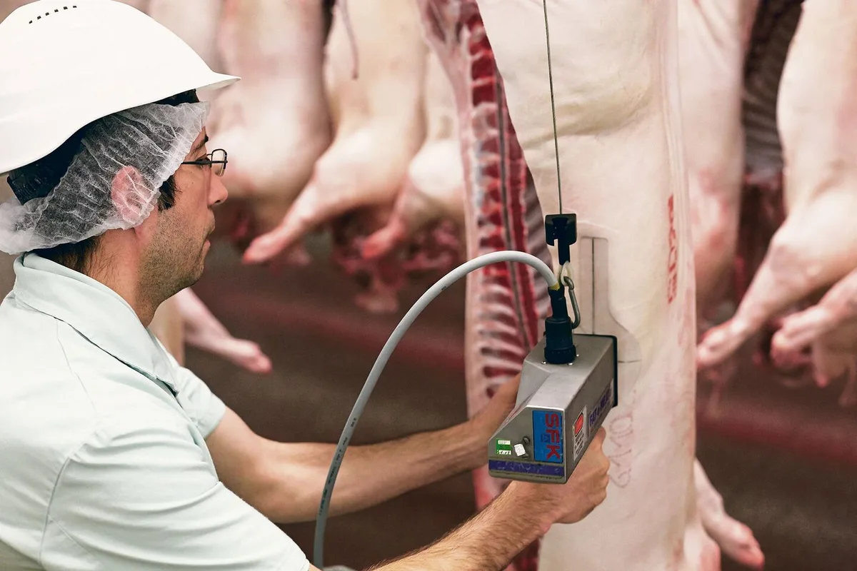 Fütterung und Genetik sind die grössten Stellschrauben, die den Magerfleischanteil beeinflussen.