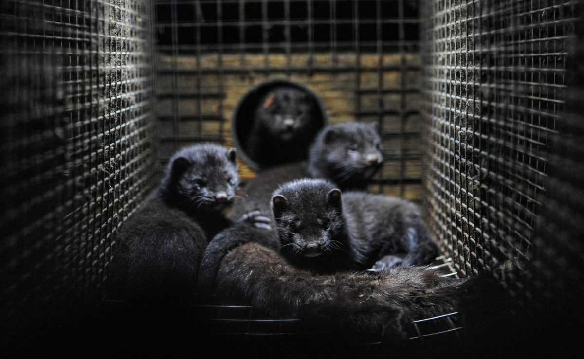 Tausende Nerze gekeult, um Mutation der Vogelgrippe zu verhindern