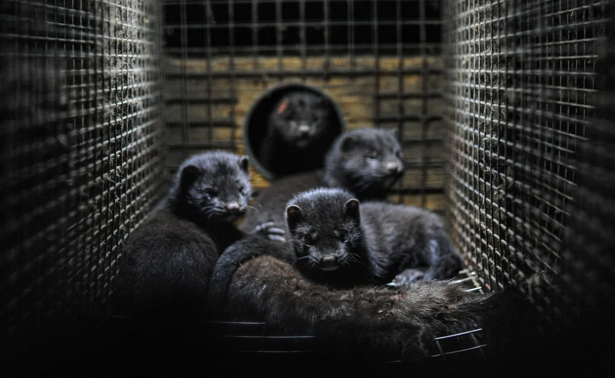 Tausende Nerze gekeult, um Mutation der Vogelgrippe zu verhindern