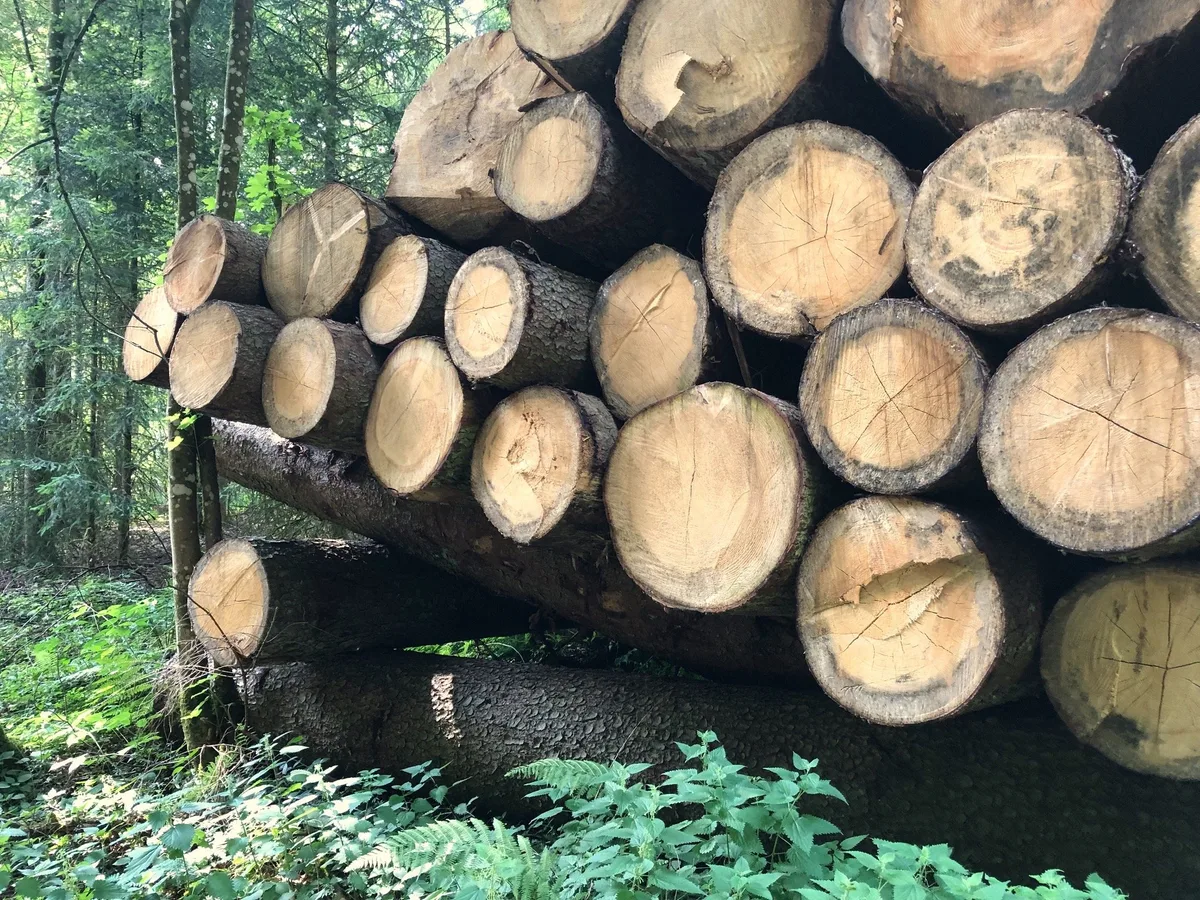 wald_holz_jsc Die höheren Holzpreise zeigen Wirkung: Holzernte steigt markant