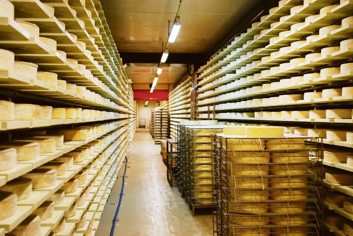 029e09e9fd8b8bdd34f23892b86e44ca8579c170 Produzenten, deren Milch verkäst wird, bekommen eine Verkäsungszulage. (Bild BauZ)