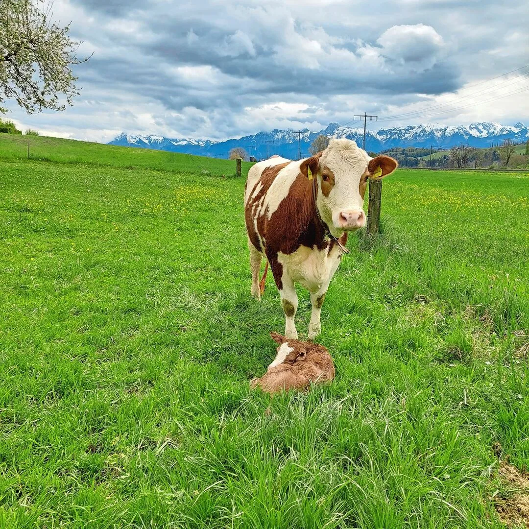 Neugeborene Kälber sind besonders anfällig und können sich über Nase, Maul und Nabel mit unzähligen Erregern infizieren.