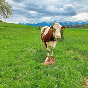 Neugeborene Kälber sind besonders anfällig und können sich über Nase, Maul und Nabel mit unzähligen Erregern infizieren.