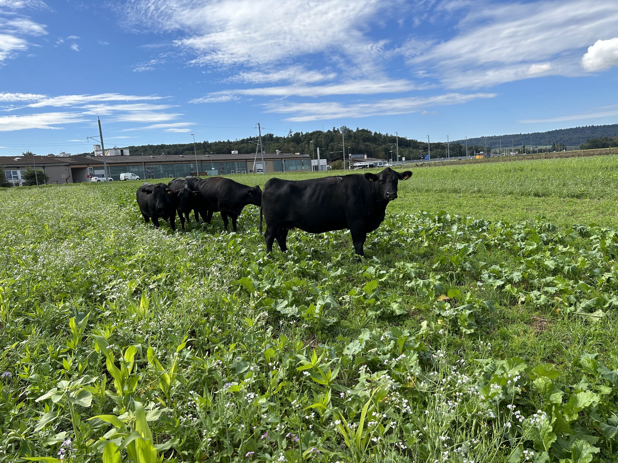 Landwirtschaftliche Klimaprojekte: Das läuft aktuell in der Schweiz