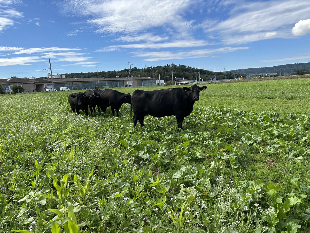 IMG_2736 Landwirtschaftliche Klimaprojekte: Das läuft aktuell in der Schweiz