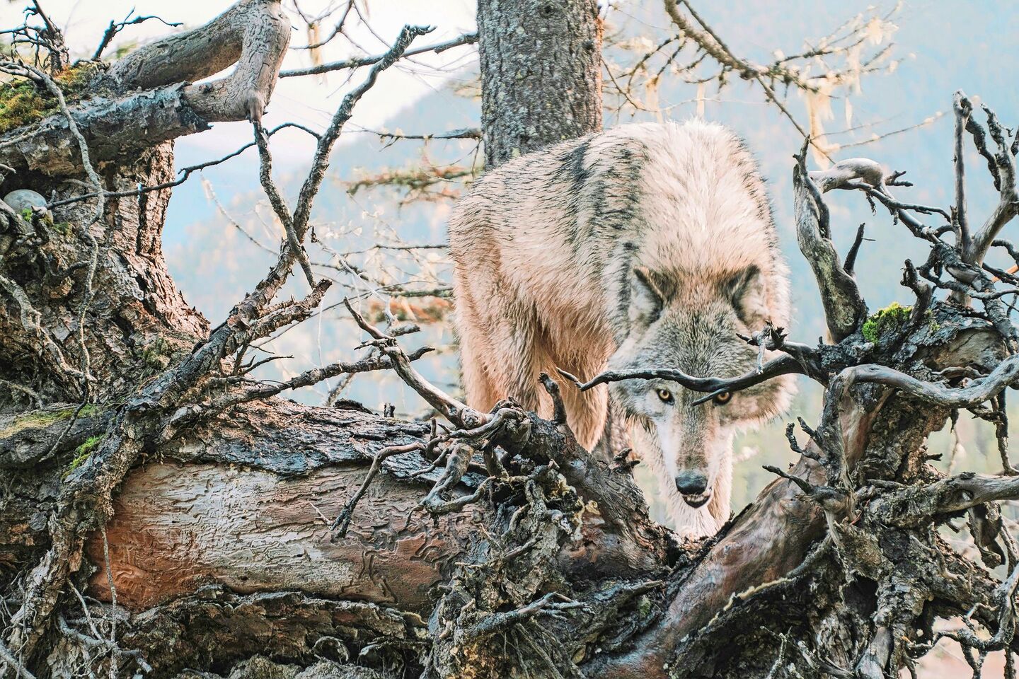 In mehreren Kantonen sorgt der Wolf für Nachrichten. Gesuche zur Regulierung wurden beim Bund eingereicht.