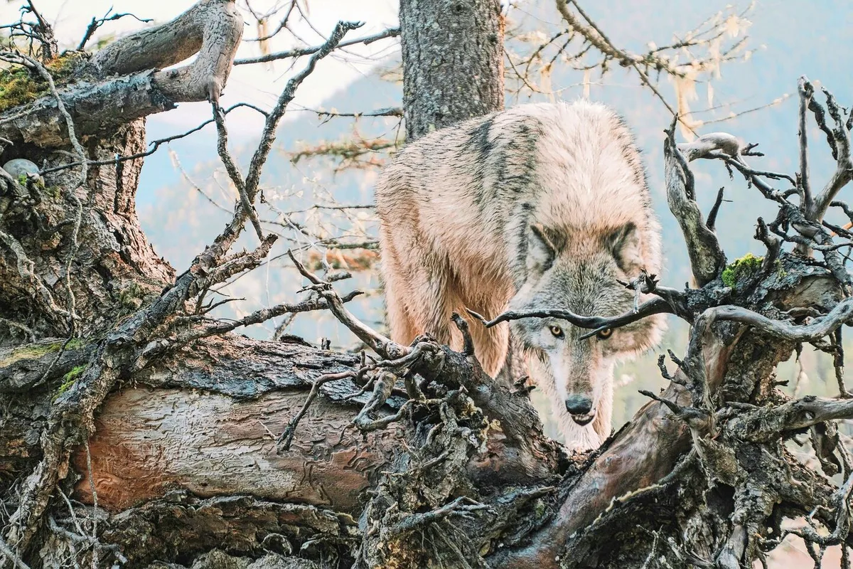 43965914e3bf9f372bed8d0c135c1ba410f8e6abba892240739c4c080434f735 In mehreren Kantonen sorgt der Wolf für Nachrichten. Gesuche zur Regulierung wurden beim Bund eingereicht.