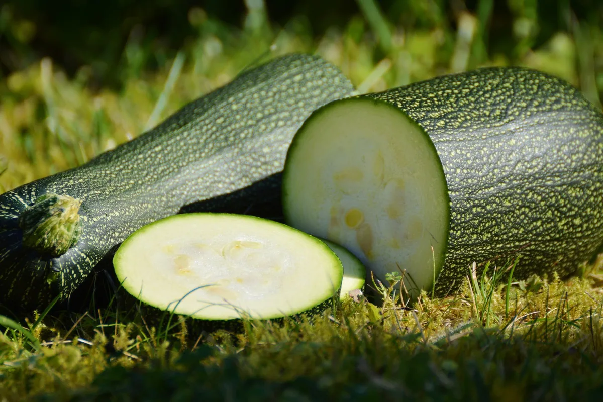 Zucchetti: Der kleine Kürbis