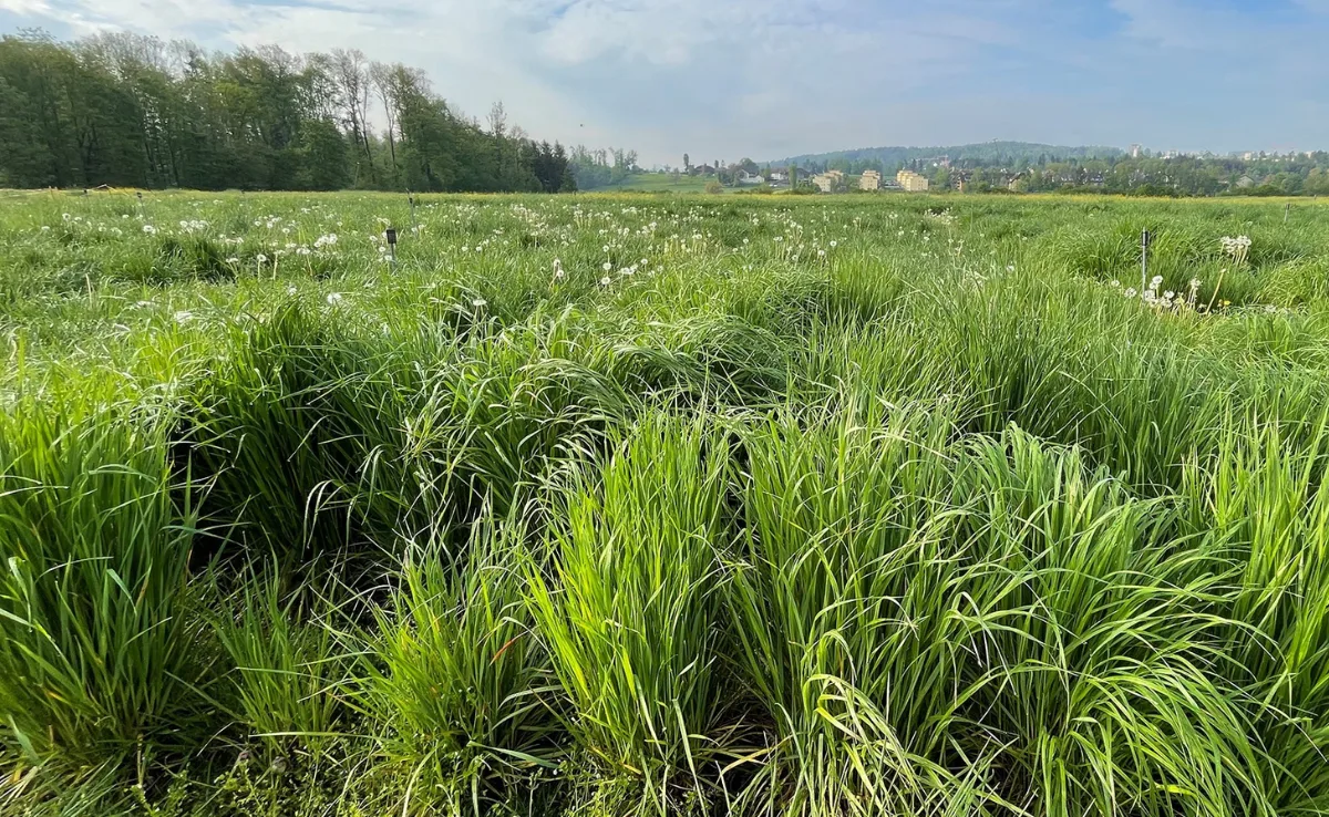 gras_vergleiche_agroscope Ertragreicher, ausdauernder, resistenter: Neue Sorten Bastardraigras überzeugen