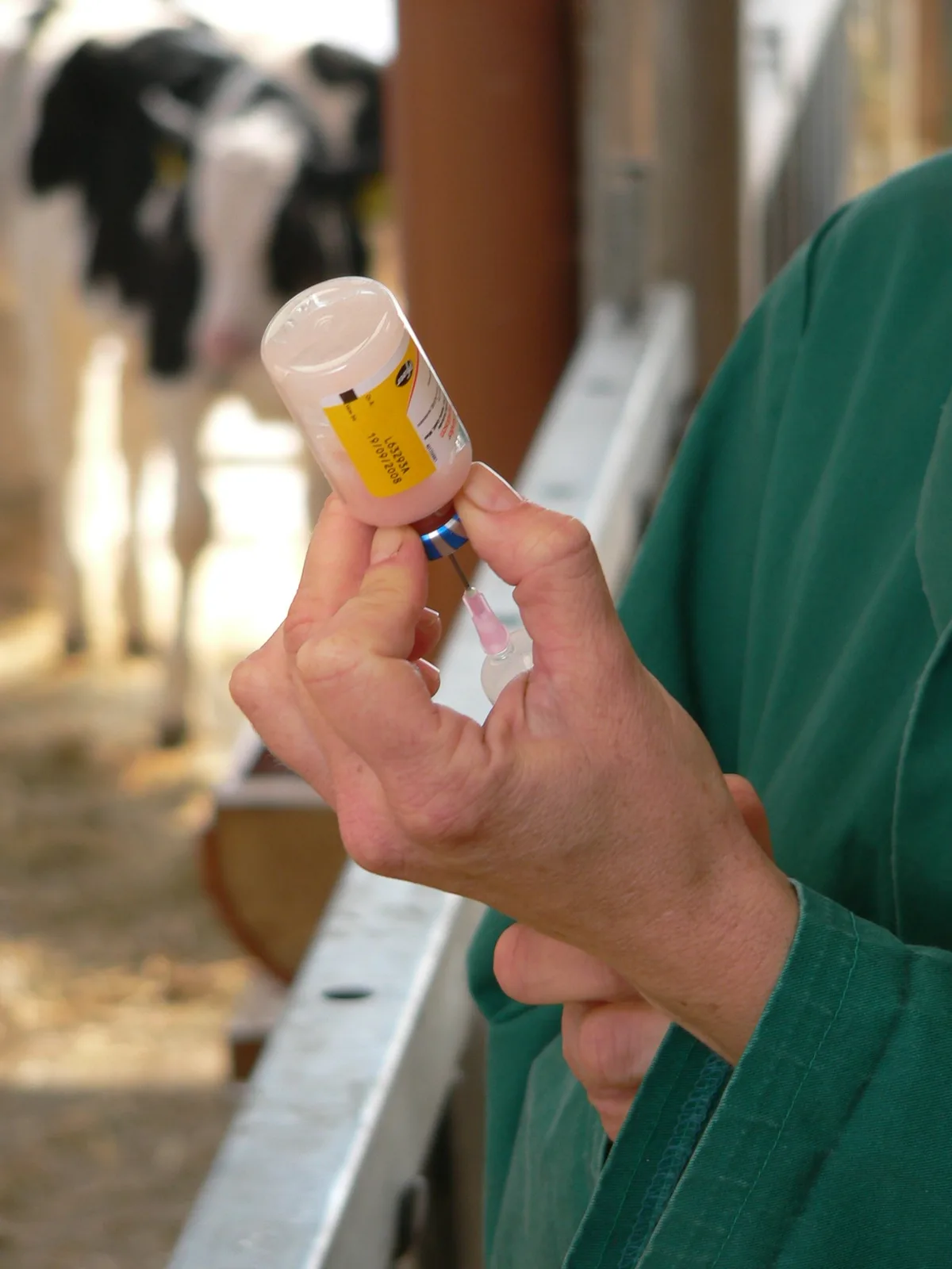 Aufziehen_Impfstoff_Ka__l_6CC Für Informationen über die verschiedenen zugelassenen Impfstoffe und deren Verfügbarkeit können die BestandestierärztInnen kontaktiert werden.