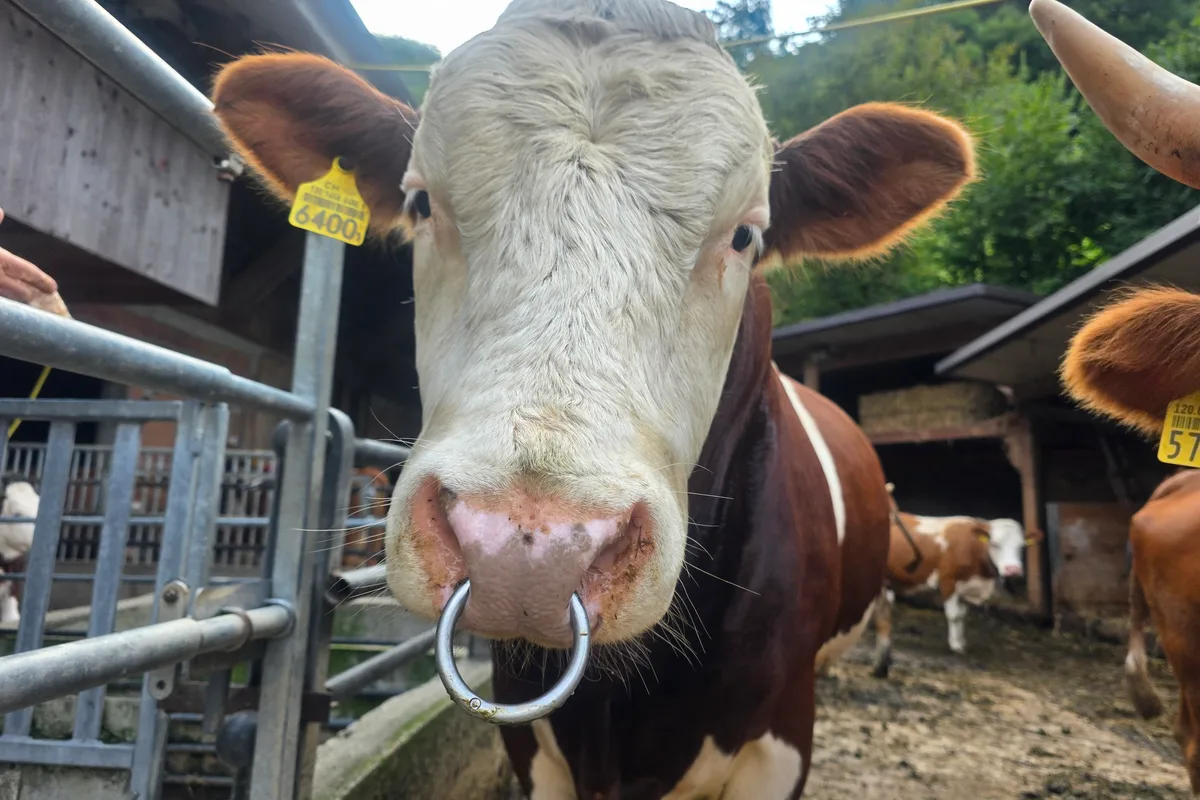20250822_190231.jpg Ein Zuchtstier der Rasse Hinterwälder. Die robuste Rasse kämpft aufgrund der kleinen Population mit Inzuchtfragen. Das veranlasst auch mal, einen Stier zu importieren.