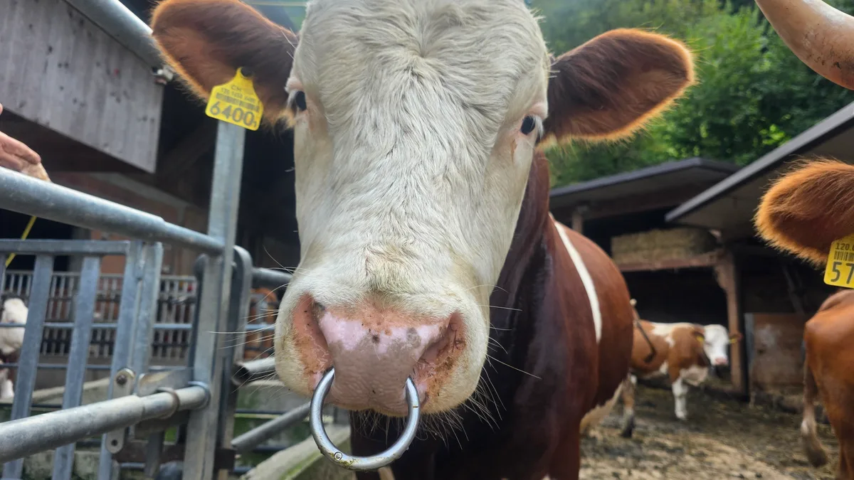 20250822_190231.jpg Ein Zuchtstier der Rasse Hinterwälder. Die robuste Rasse kämpft aufgrund der kleinen Population mit Inzuchtfragen. Das veranlasst auch mal, einen Stier zu importieren.