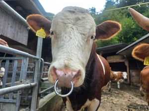 Ein Zuchtstier der Rasse Hinterwälder. Die robuste Rasse kämpft aufgrund der kleinen Population mit Inzuchtfragen. Das veranlasst auch mal, einen Stier zu importieren.