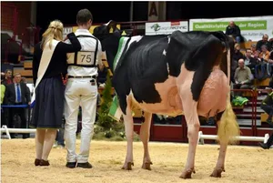 Wie schon letztes Jahr wurde die Atwood-Tochter BT Patricia Grand Champion. (Bild zVg)