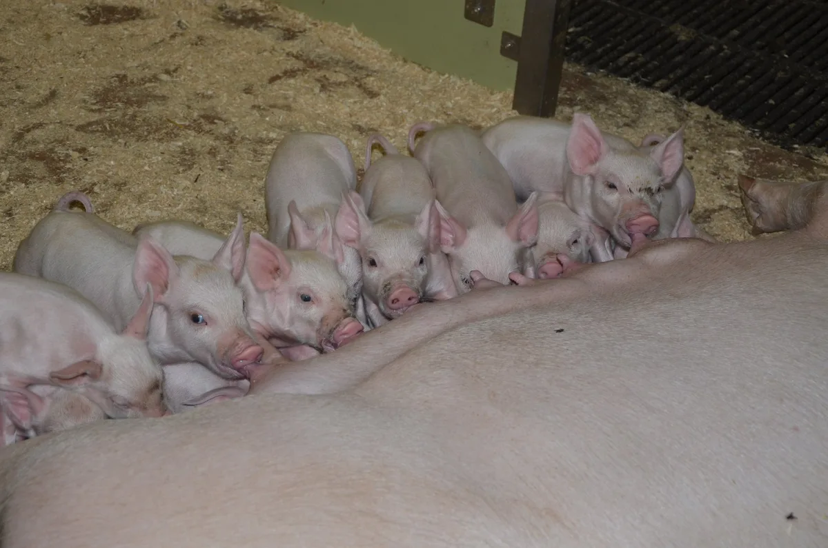 BZ-BET4-21-Fachmann-4spl-aem So gelingt der Wurfausgleich im Schweinestall