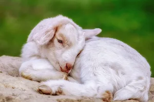 Das Problem sei, dass Ziegen jedes Jahr gebären müssen, damit sie Milch geben. Die kleinen Zicklein aber will kaum jemand. Das Fleisch der Ziegen ist weit weniger beliebt als deren Milch. (Bild Pixabay)