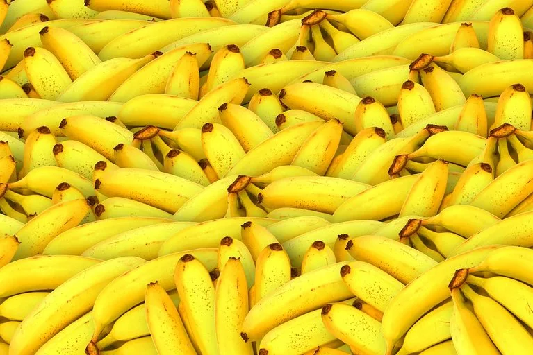 a476eb194c8ff510bf0771aabf891476a9adfcec Aus den 1'500 Bananensorten in der Sammlung von Bioversity International sollen neue, resistente Sorten gefunden werden. (pixabay)