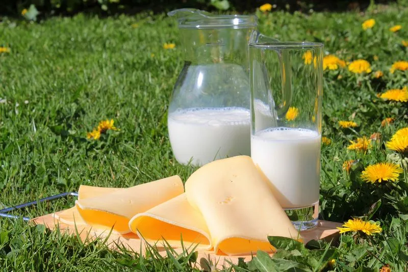 a8a402f0849e5bd45fccde54178c1e597ecb3fcf Die Produktion von frischer Trinkmilch ging zurück, haltbare Milch wurde mehr produziert. (Bild Pixabay)