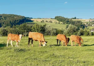 Angepasste Weidezeiten und gute Grasqualität fördern den Verzehr von Weidegras an warmen Tagen.