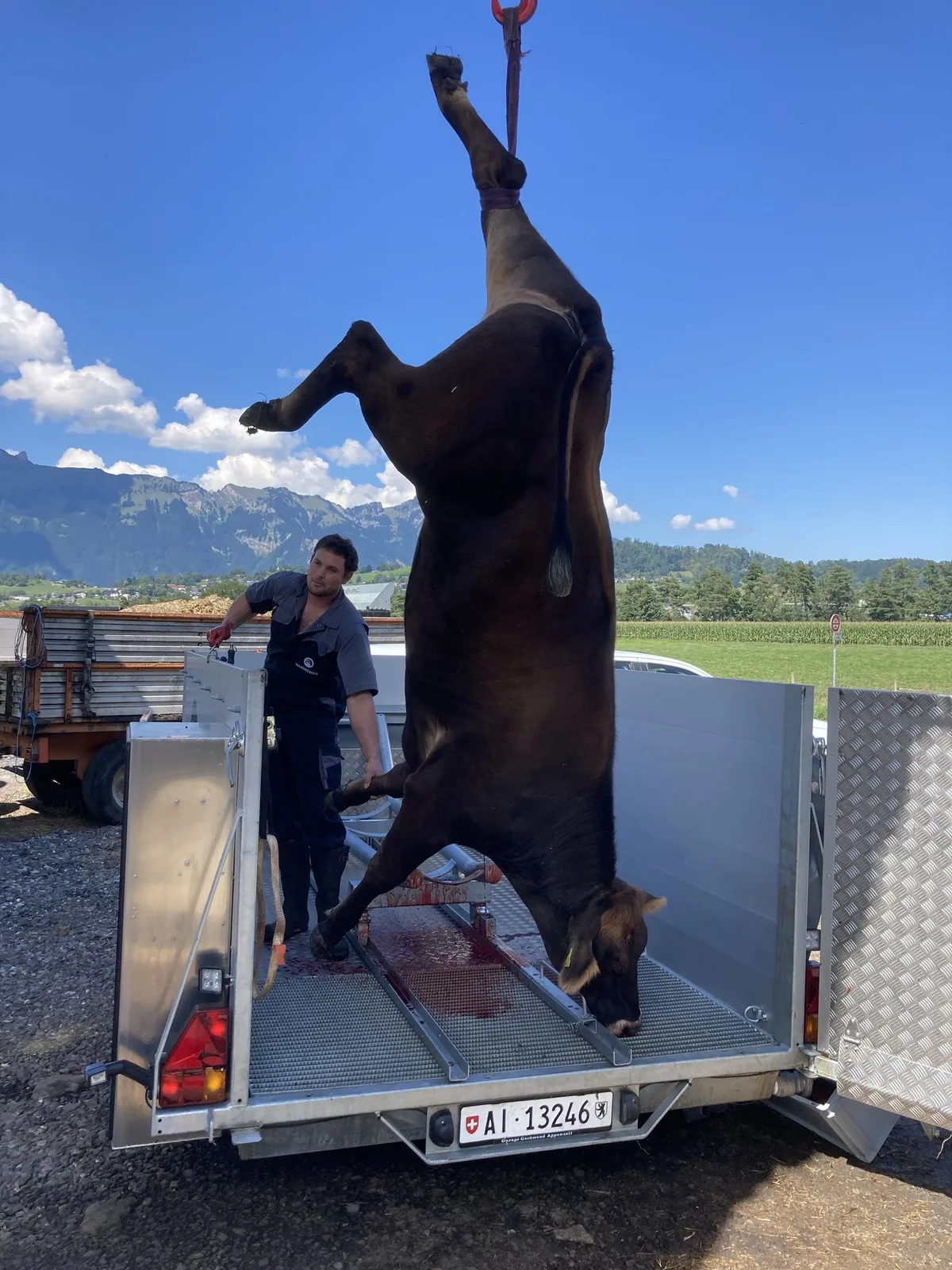 BZ-BET5-26-Tierhaltung Der Wunsch nach einer Schlachtung ohne Lebendtiertransport