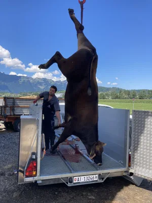 Damian Signer von der Waidwerker GmbH bietet die Betäubung und Tötung von Nutztieren auf dem Betrieb für Landwirte als Dienstleistung an. Mit dem dafür angefertigten Anhänger können die Tiere gemäss gesetzlichen Vorschriften ausgeblutet und zum Schlachthaus transportiert werden.
